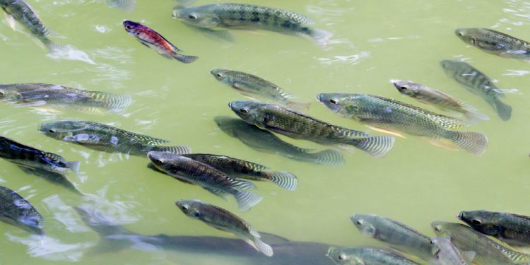 Progetto FAO per l'acquacoltura di tilapia in Zimbabwe