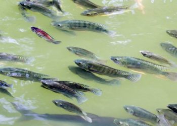 Progetto FAO per l'acquacoltura di tilapia in Zimbabwe