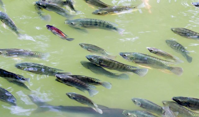 Progetto FAO per l'acquacoltura di tilapia in Zimbabwe