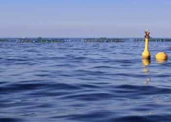 Regione Siciliana. 12 milioni per le aziende dell'acquacoltura sostenibile