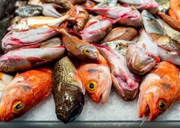 Pescetarianesimo, un equilibrio tra etica, sostenibilità e gastronomia
