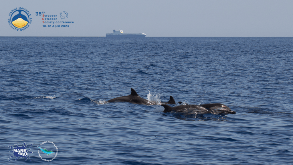 A Catania tutto pronto per ospitare la Conferenza Europea sui Cetacei