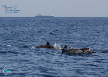 A Catania tutto pronto per ospitare la Conferenza Europea sui Cetacei