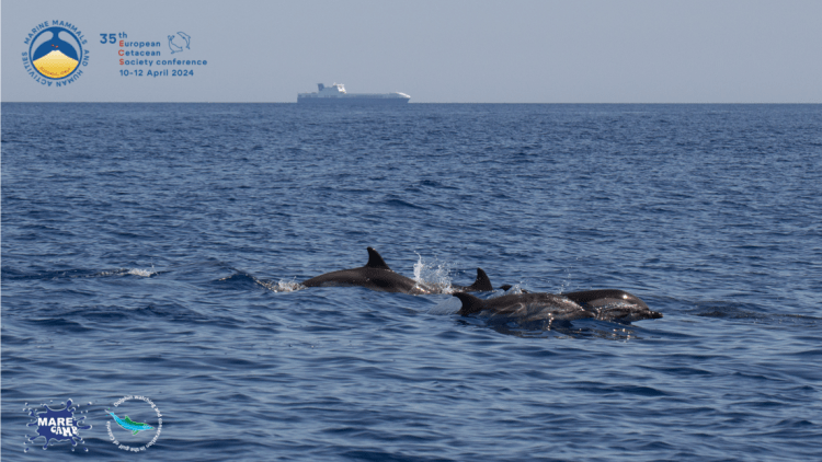 A Catania tutto pronto per ospitare la Conferenza Europea sui Cetacei