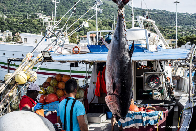 Dai mari italiani alla tavola: l'impegno sostenibile di Marpesca Group