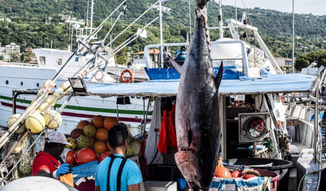 Dai mari italiani alla tavola: l'impegno sostenibile di Marpesca Group