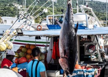 Dai mari italiani alla tavola: l'impegno sostenibile di Marpesca Group