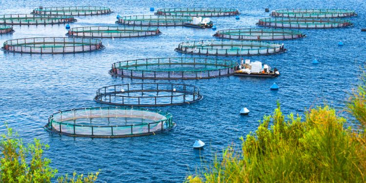 La Commissione UE a supporto dell'acquacoltura