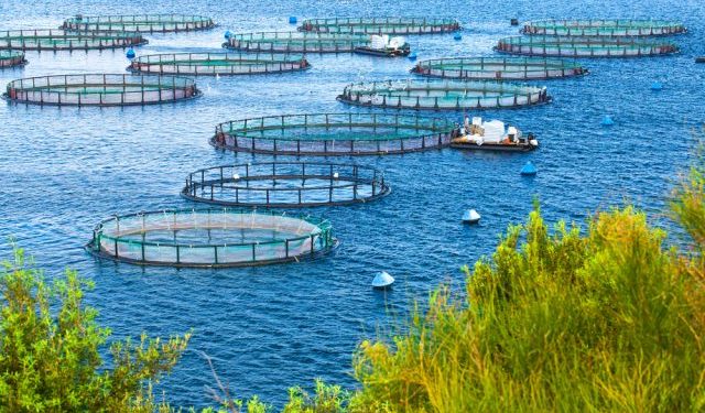 La Commissione UE a supporto dell'acquacoltura