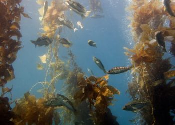 Allevamenti di molluschi e alghe, habitat vitali per specie ittiche costiere