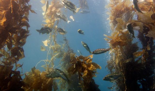 Allevamenti di molluschi e alghe, habitat vitali per specie ittiche costiere