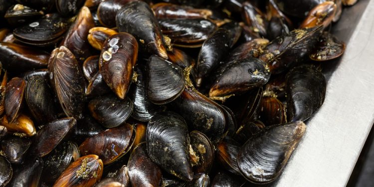 Le cozze cilene infuiscono sui prezzi nel mercato UE