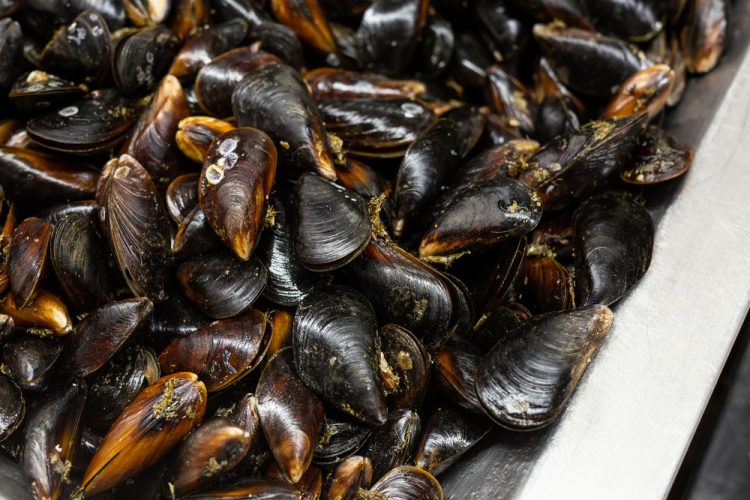 Le cozze cilene infuiscono sui prezzi nel mercato UE