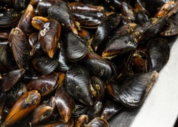 Le cozze cilene infuiscono sui prezzi nel mercato UE