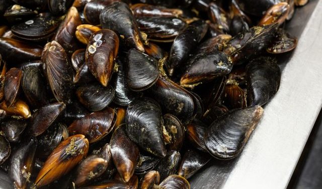 Le cozze cilene infuiscono sui prezzi nel mercato UE