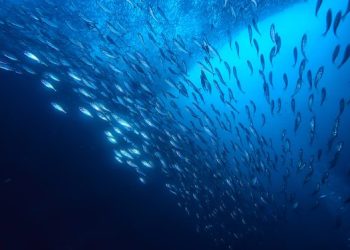 Oceana denuncia criticità nel piano di gestione della pesca mediterranea