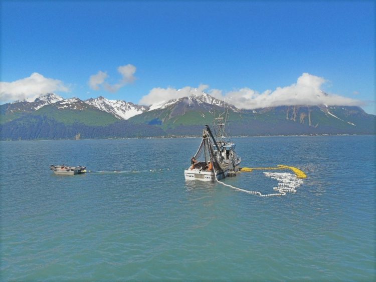 Tempi incerti per l'industria del salmone in Alaska