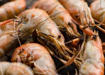 Rabobank prevede una lenta ripresa del mercato globale dei gamberi