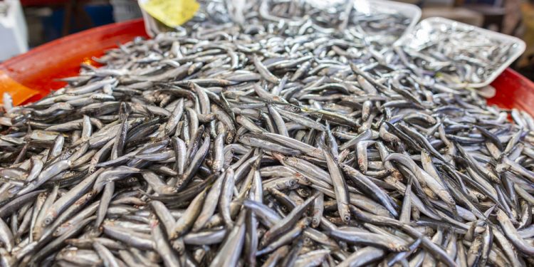 Pesce foraggio ottima alternativa alla carne rossa