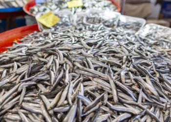 Pesce foraggio ottima alternativa alla carne rossa