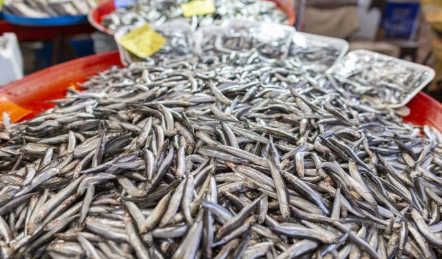 Pesce foraggio ottima alternativa alla carne rossa