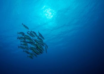 I cambiamenti climatici riorientano la distribuzione di specie marine nel Mediterraneo