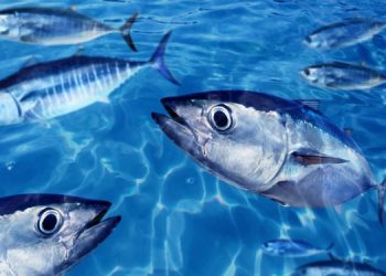 Disponibile il nuovo report ISSF sullo stato del tonno
