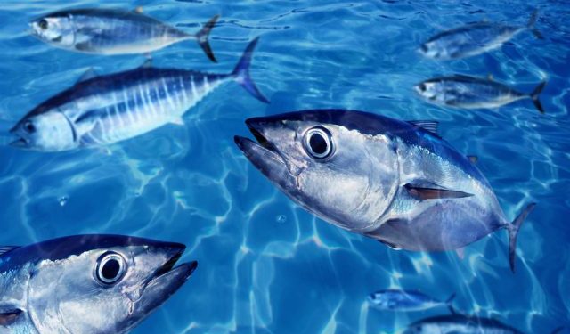 Disponibile il nuovo report ISSF sullo stato del tonno