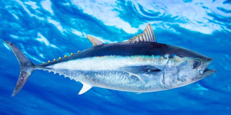 Confcooperative Fedagripesca e AGCI Agrital: al via campagna tonno 2024