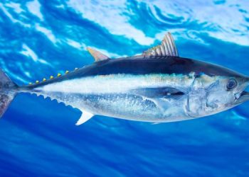 Confcooperative Fedagripesca e AGCI Agrital: al via campagna tonno 2024