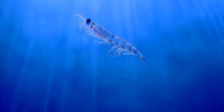 La farina di krill migliora la performance riproduttiva della tilapia del Nilo