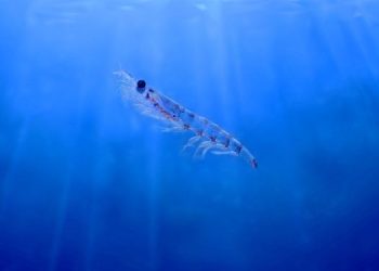 La farina di krill migliora la performance riproduttiva della tilapia del Nilo