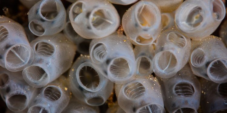 Dai tunicati di Ciona il cibo del futuro