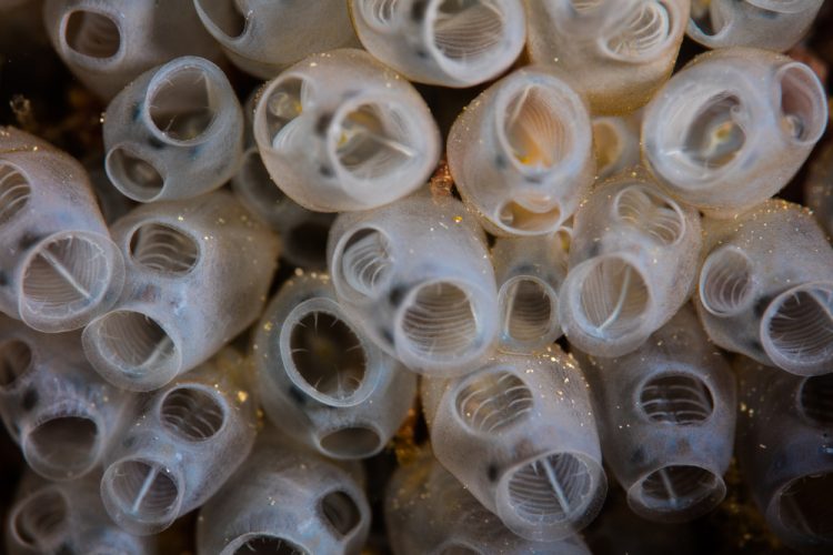 Dai tunicati di Ciona il cibo del futuro