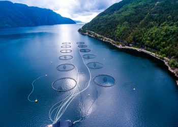 Problemi nel settore del salmone atlantico. Quali garanzie per i consumatori?