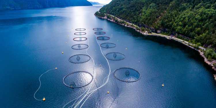 Problemi nel settore del salmone atlantico. Quali garanzie per i consumatori?