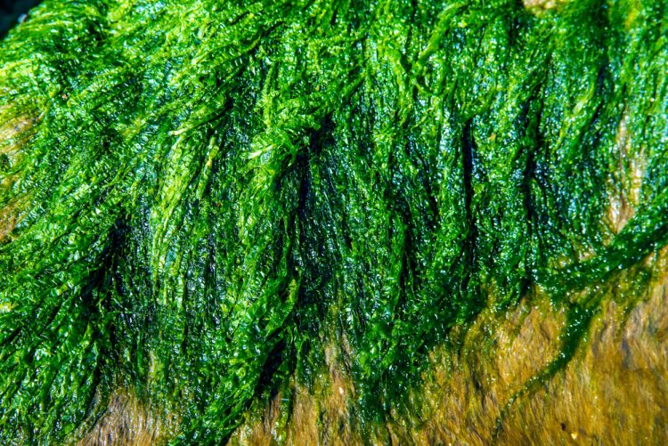 Il progetto ULVA FARM, finanziato dal Fondo europeo