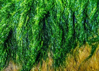 Il progetto ULVA FARM, finanziato dal Fondo europeo