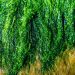 Il progetto ULVA FARM, finanziato dal Fondo europeo