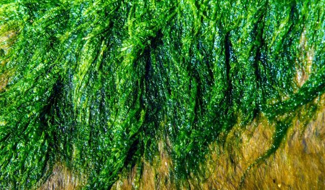 Il progetto ULVA FARM, finanziato dal Fondo europeo
