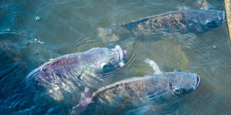 Il Sud-Est asiatico leader nella produzione di insetti