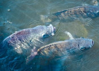 Il Sud-Est asiatico leader nella produzione di insetti