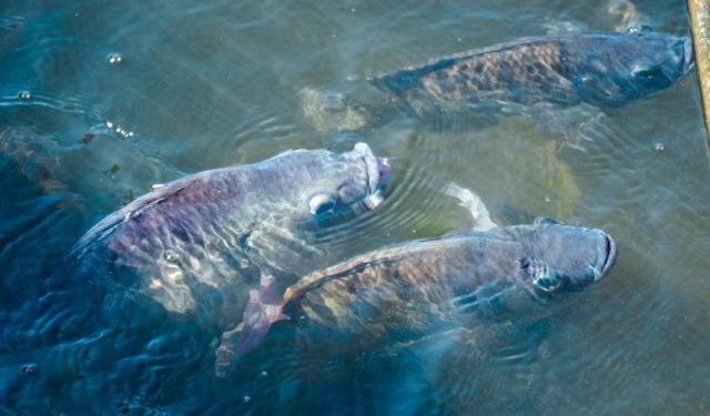 Il Sud-Est asiatico leader nella produzione di insetti