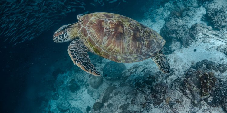 Le aree marine protette hanno successo solo se sono efficaci, giuste e durature