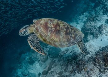 Le aree marine protette hanno successo solo se sono efficaci, giuste e durature