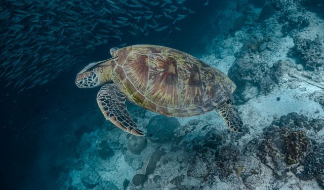 Le aree marine protette hanno successo solo se sono efficaci, giuste e durature