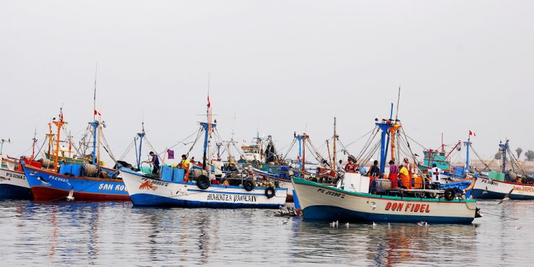 Stagione promettente per la pesca delle acciughe in Perù