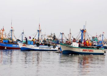 Stagione promettente per la pesca delle acciughe in Perù