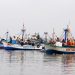 Stagione promettente per la pesca delle acciughe in Perù