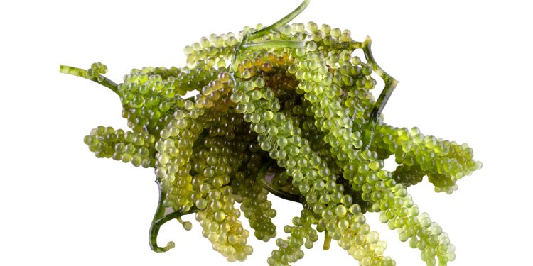 Il Vietnam verso la difersificazione e punta al settore delle alghe